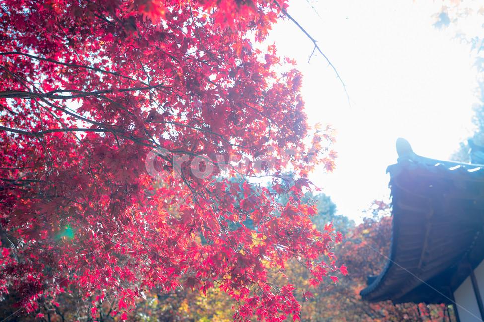 자연,풍경,단풍,단풍나무,가을,tree,나무,plant,식물,가을,계절,fall,autumn,season,식물,자연,plants,nature,나무,trees,wood