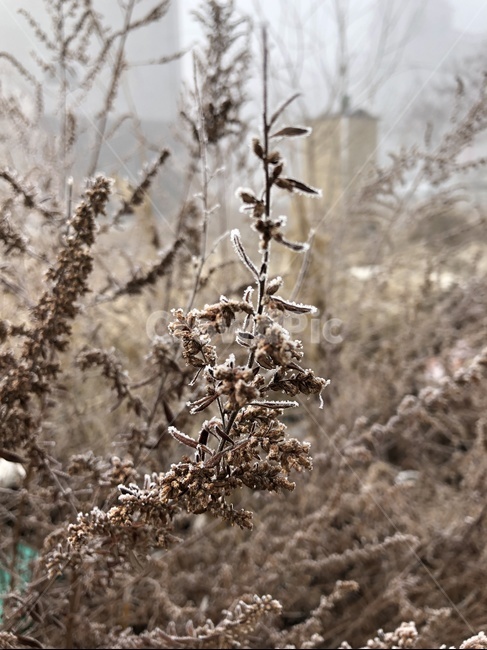 겨울,겨울나무,나무,외로움,차분함,겨울,계절,winter,season,식물,자연,plants,nature