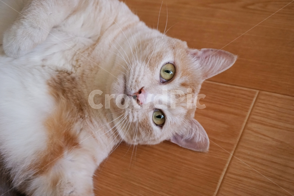 동물,고양이,냐옹이,코리안숏헤어,코숏,동물,animal,포유류,mammal,고양이,cat,kitten,kitty