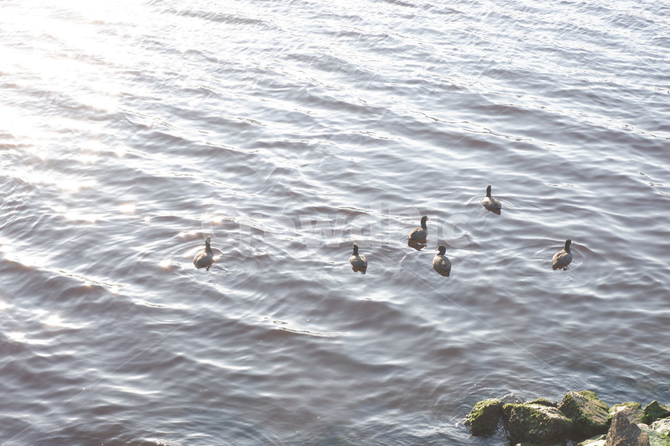 animal,water,물,오리,동물,강물,흐르다,여유로움,동물,animal,조류,새,birds