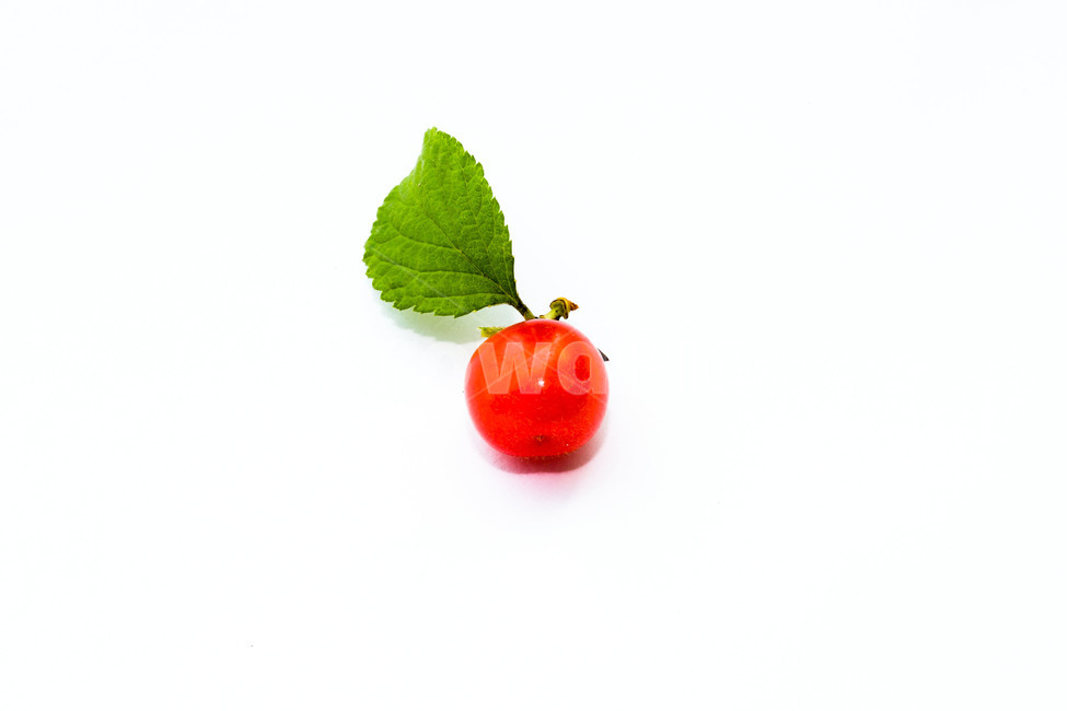 앵두,과일,여름,문양,신선,음식,식재료,요리,food,cook,meal,dishes,food reserves,과일,열매,fruit,누끼,remove background