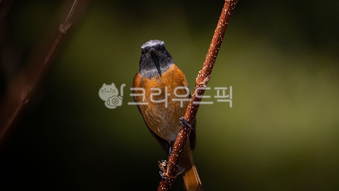 딱새,딱새수컷,bird,새,동물,animal