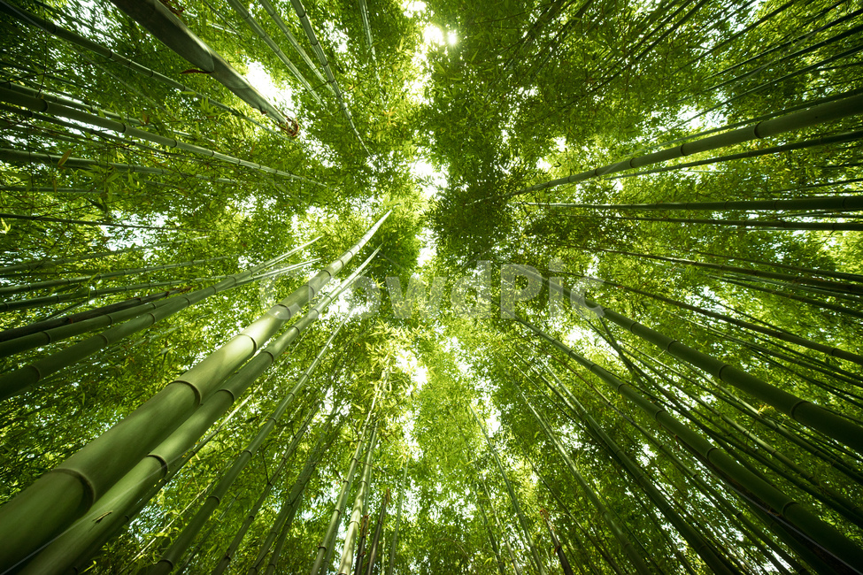 대나무숲,숲,나뭇잎,자연,나무,그늘,forest,natural,nature,tree,leaf,bambusoideae,울산,ulsan,korea,풍경,landscape,녹색,자연,풍경,nature,landscape,식물,plants,나무,trees,wood,휴식,힐링,rest,relaxation,healing,plant