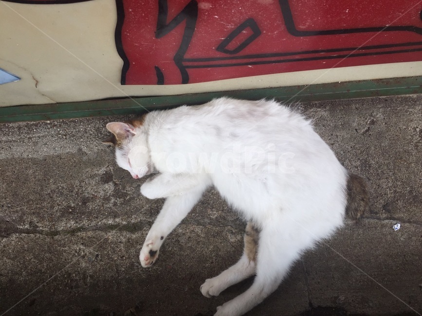 고양이,동물,길고양이,반려묘,고양,동물,animal,포유류,mammal,고양이,cat,kitten,kitty