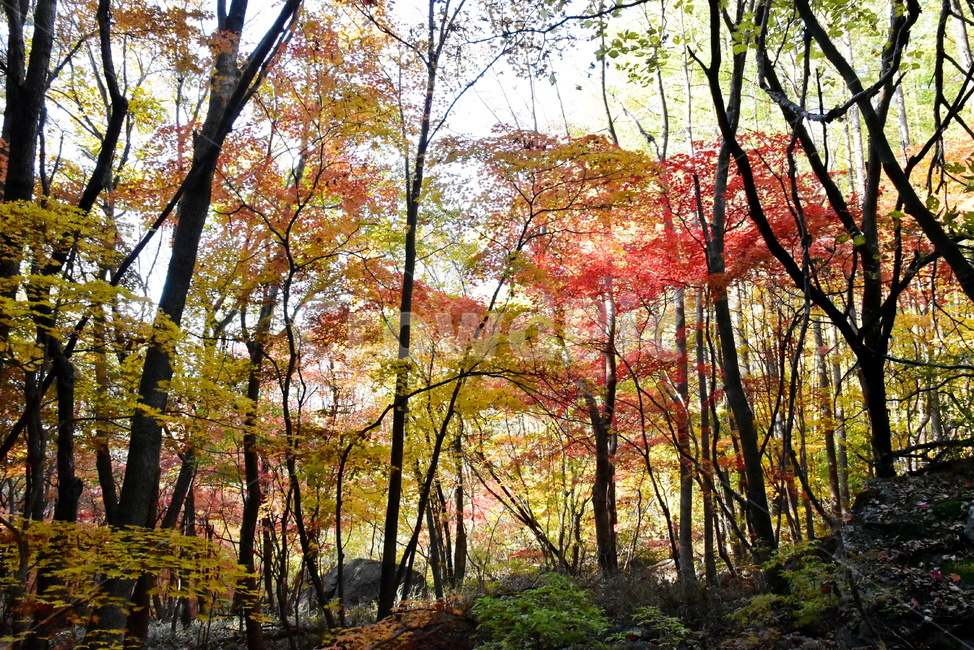 가을,단풍,울긋불긋,알록달록,형형색색,풍경,계절,시즌,아름다운,오색,치악산,부곡계곡,비경,감성,힐링,자연,가을,계절,fall,autumn,season,자연,풍경,nature,landscape,식물,plants,나무,trees,wood,tree,plant,land,땅,woodland,삼림지,outdoors,옥외,vegetation,초목,forest,숲,grove,작은 숲,tree trunk,나무 줄기