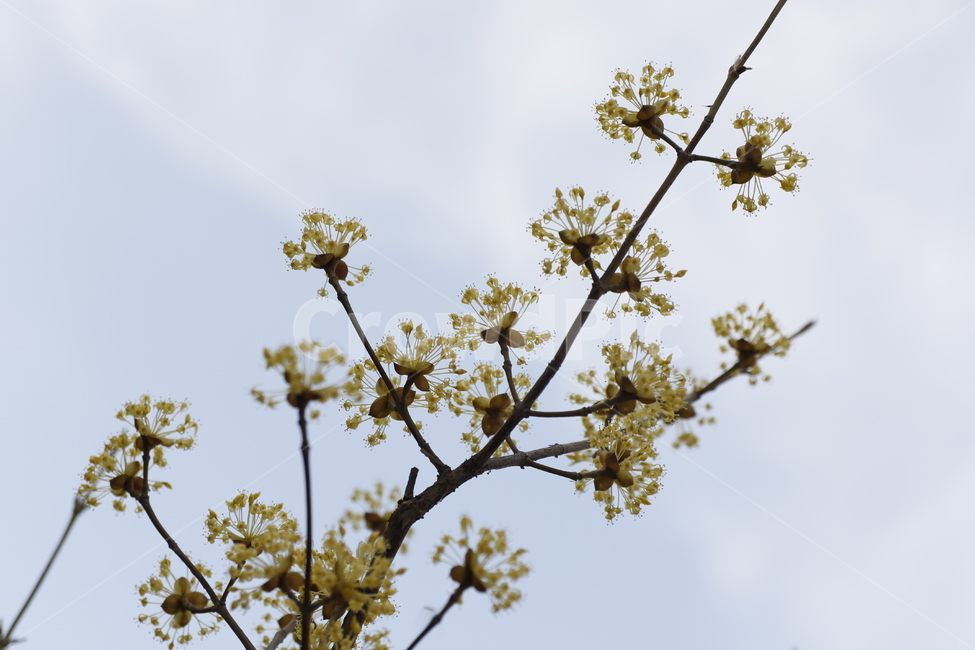 봄,도심,개나리,산수유,노랑,노란,벚꽃,풍경,숲,봄,계절,spring,season,식물,자연,plants,nature,꽃,flower,plant