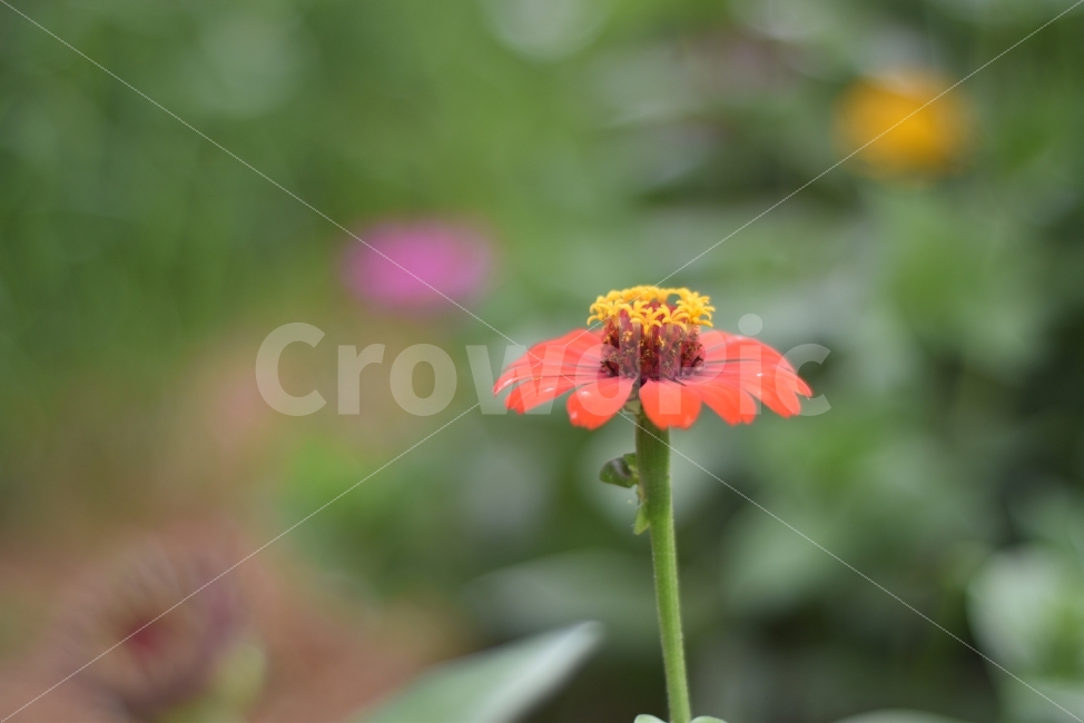 백일홍,백일화,여름꽃,꽃,붉은꽃,식물,자연,plants,nature,꽃,flower