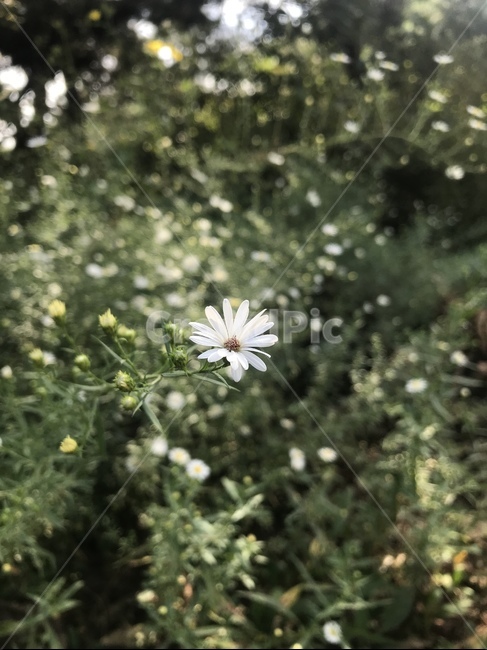 식물,데이지,꽃,flower,blossom,식물,자연,plants,nature,꽃,flower
