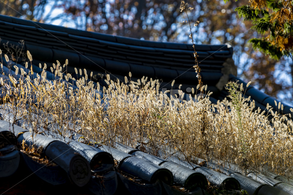 강아지풀,전통가옥,기와지붕,한욱,가을,풍경,기와,전통건축물,가을,계절,fall,autumn,season,한국전통,한국문화,korean traditional,korean culture