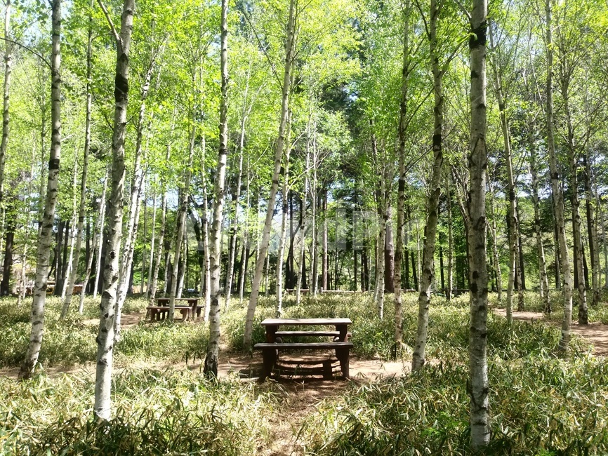숲,벤치,자작나무,자작나무숲,wood,birch