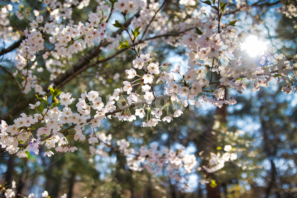 벚꽃,하늘,새순,잎,태양,봄,계절,spring,season,plant,식물,flower,꽃,blossom