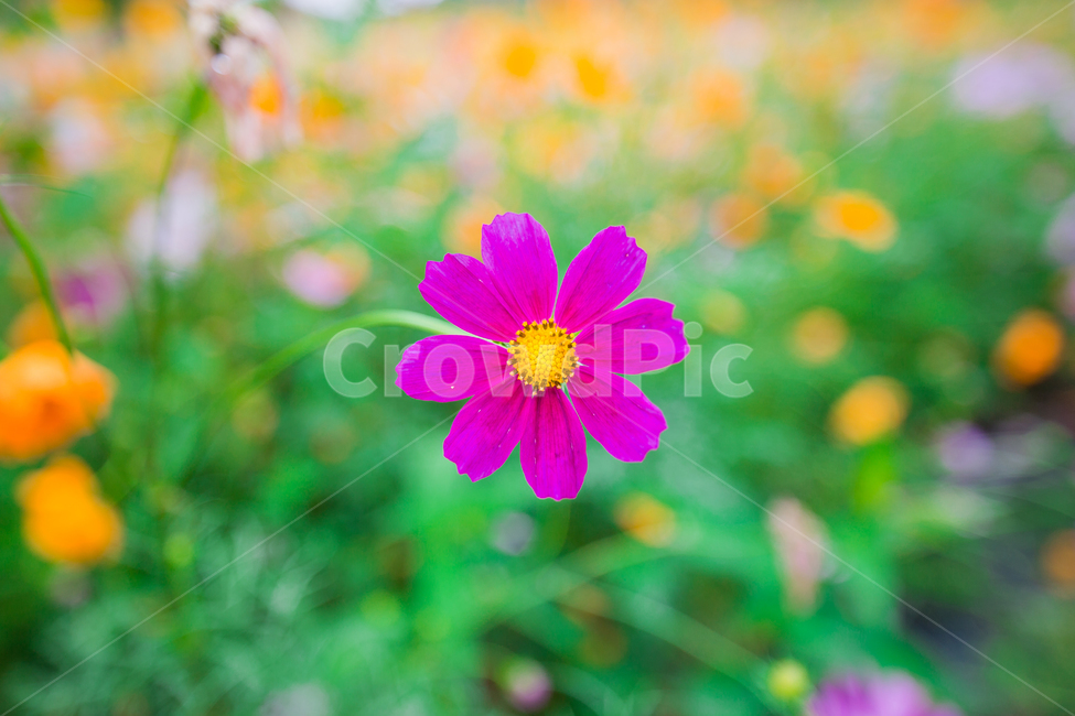 코스모스,꽃밭,가을,황하코스모스,자주색,붉은색,붉은꽃,korea,cosmos,flower,식물,자연,plants,nature,꽃,flower