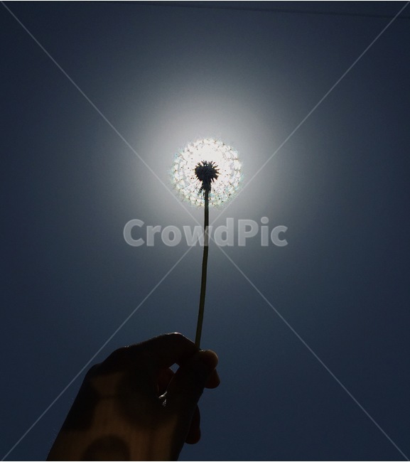 민들레,민들레홀씨,홑씨,홀씨,씨앗,봄,번식,확장,바람,솜털,동그라미,빨강,꽃,flower,dandelion,seed,windy,spring,sky,하늘,실루엣,그림자,햇살,shadow,식물,자연,plants,nature,사람,인물,인간,human,person,신체일부,몸,body,감성,sensible,feeling