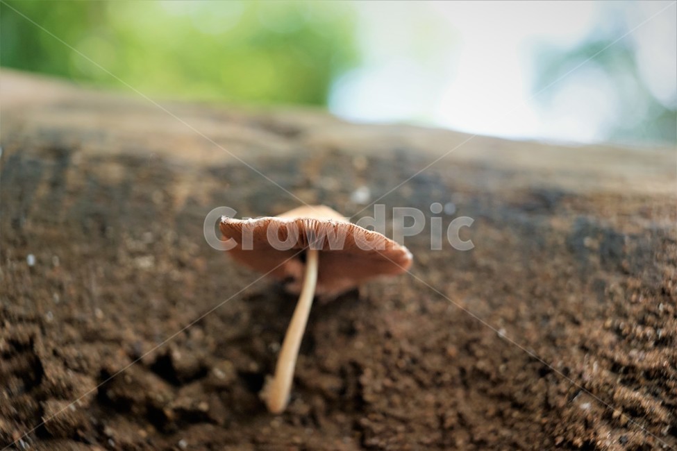 버섯,mashroom,nature,umbrella,우산,자연,버섯,mushroom