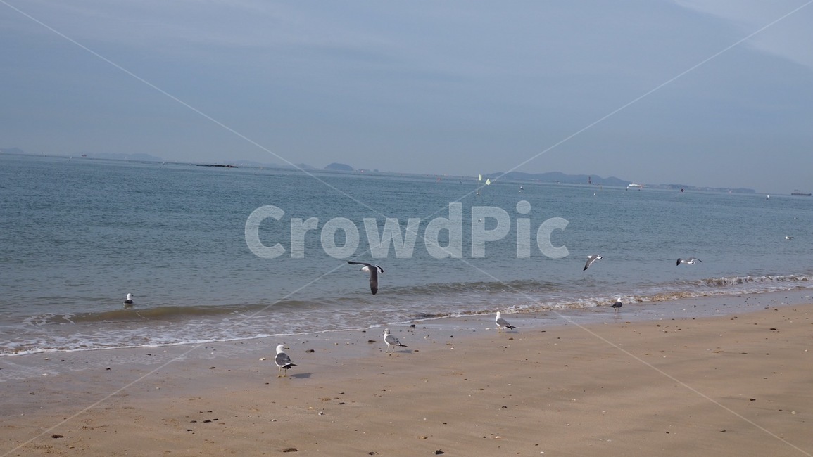 바다,파도,갈매기,해변,대천,자연,풍경,nature,landscape,동물,animal,조류,새,birds,bird,outdoors,옥외,water,물,sea,ocean,대양,shoreline,해안선
