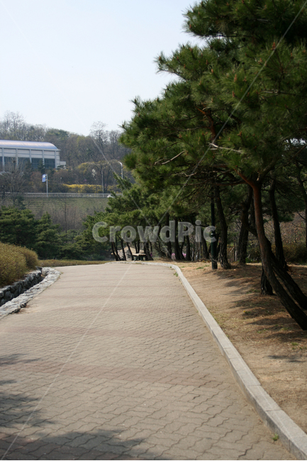 소나무,솔숲,나무,숲,식물,솔향,푸른숲,길,자연,풍경,nature,landscape,path,통로,rail,레일,railway,철도,transportation,교통,train track,기찻길