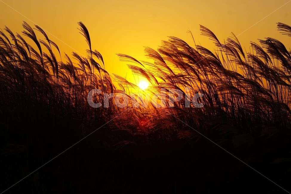 가을,억새,식물,자연,일몰,태양,nature,fall,감성,서정,autumn,가을,계절,fall,autumn,season,자연,풍경,nature,landscape,grass,잔디,plant
