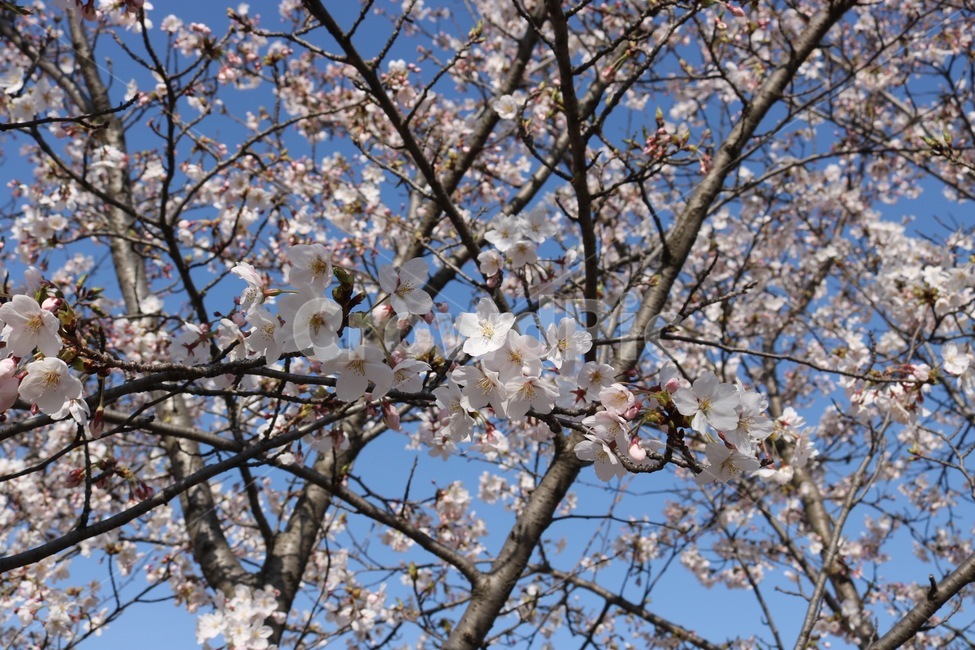 벚꽃,꽃,나무,하늘,cherryblossoms,flower,tree,sky,skyblue,pink,봄,계절,spring,season,식물,자연,plants,nature,꽃,flower,plant,blossom