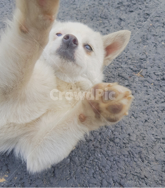 동물,강아지,개,반려동물,dog