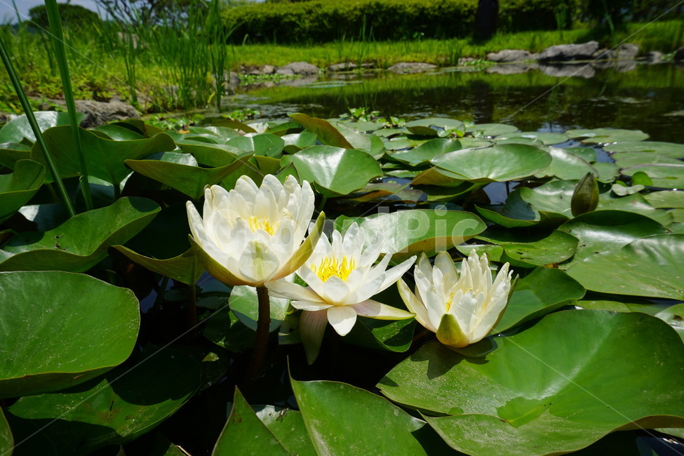 연꽃,여름,늪,꽃,보라색,연,식물,자연,plants,nature,꽃,flower