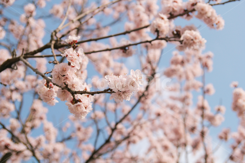 벚꽃,꽃,봄,자연,풍경,봄,계절,spring,season,식물,자연,plants,nature,꽃,flower,감성,sensible,feeling,plant