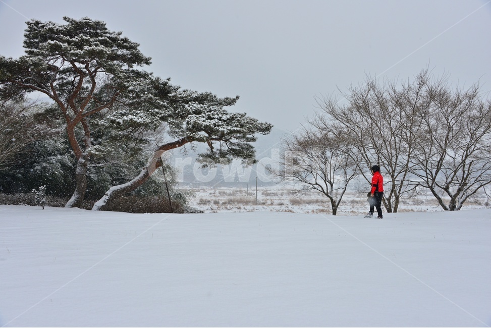 winter,겨울,snow,눈,storm,폭풍,blizzard,눈보라,순창,고례마을,소나무,고례마을소나무,tree,나무,plant,식물,person,사람,human,인간,treetrunk,나무줄기,nature,자연,outdoors,옥외