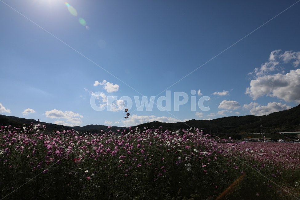 코스모스,에드벌룬,창공,가을하늘,뭉게구름,빛,가을,계절,fall,autumn,season,자연,풍경,nature,landscape