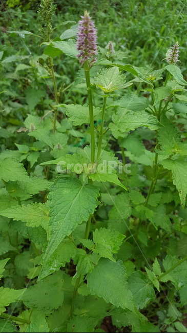 자연,연두,식물,방앗잎,허브,식물,자연,plants,nature