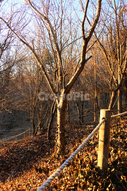 tree,나무,plant,식물,treetrunk,나무줄기,banister,handrail,난간