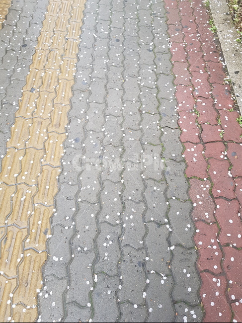 보도블럭,인도,길,road,spring
