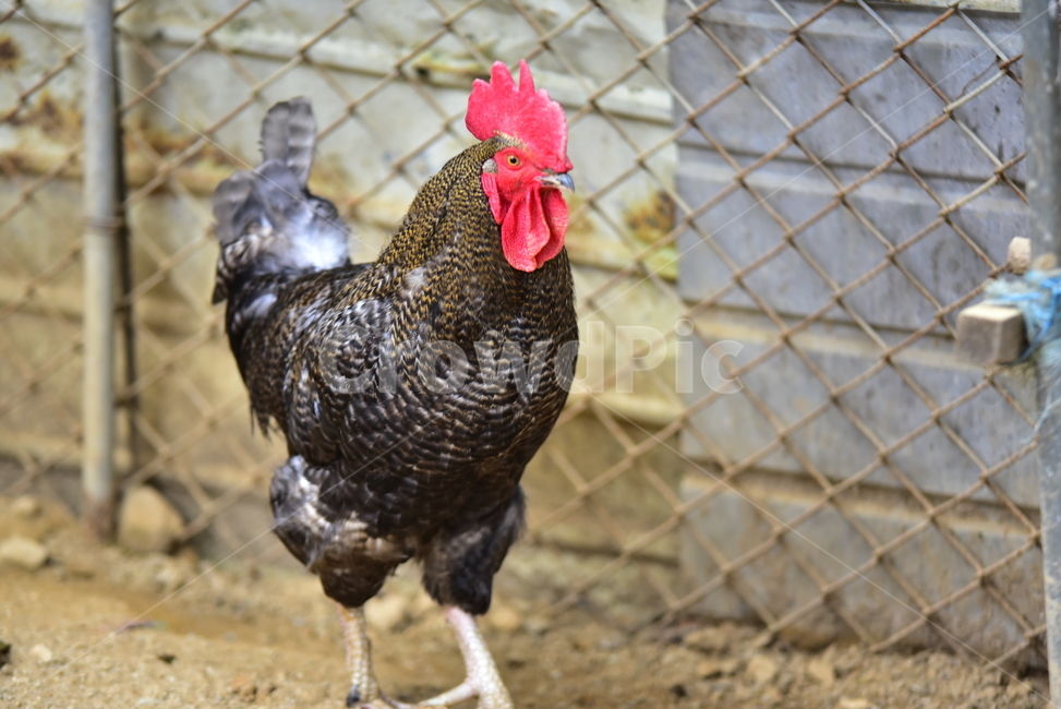 장닭,닭,수닭,숫닭,조류,양계,시골,농촌,cock,chicken,동물,animal,조류,새,birds