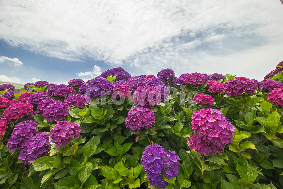 수국,수국꽃,flower,hydrangea,풍경,보라수국,꽃