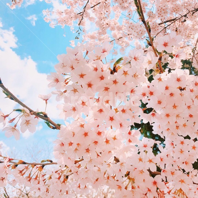꽃,벚꽃,분홍색꽃,풍경,예쁜꽃