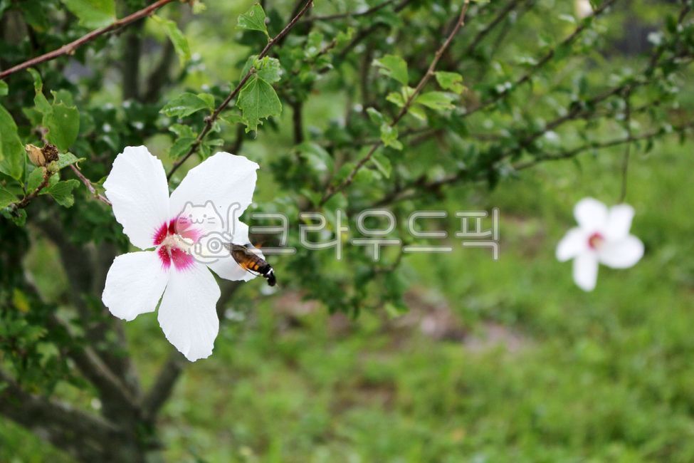 무궁화,무궁화꽃,꽃나무,무궁화나무,꽃배경,자연감성,곤충,박각시,박각시나방,생태계,친환경