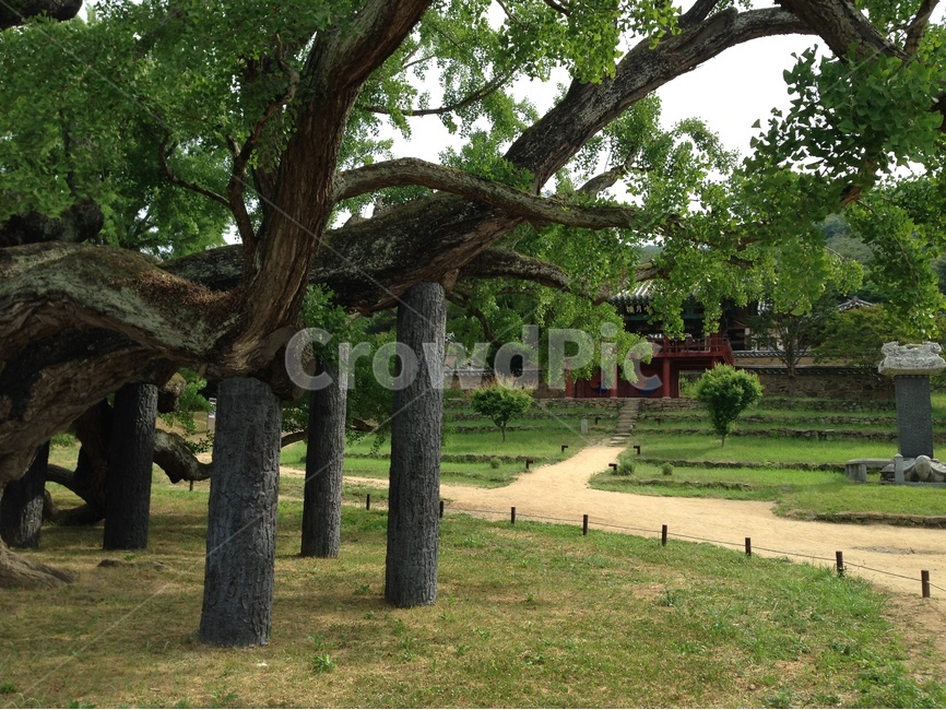 도동서원,건축,서원,은행나무,dodong,architecture,confucianacademy,ginkgo,한국전통,한국문화,korean traditional,korean culture,식물,자연,plants,nature,나무,trees,wood