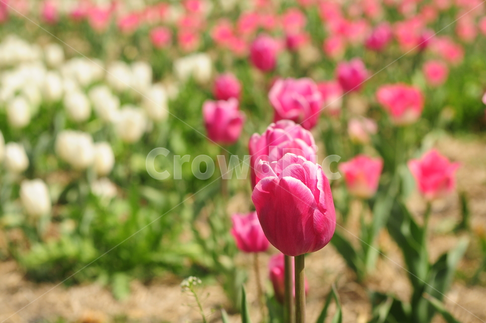 꽃,봄,flower,튤립,식물