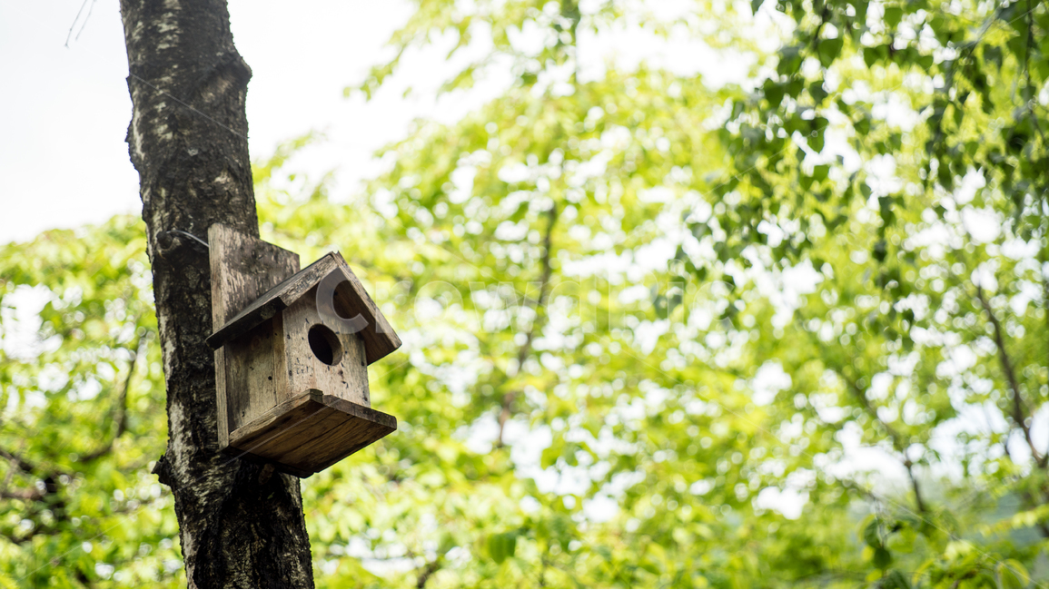 새둥지,둥지,새집,나무둥지,nest,nestbox,birdsnest,숲속,나무,새,모이,보금자리,식물,자연,plants,nature,나무,trees,wood,휴식,힐링,rest,relaxation,healing