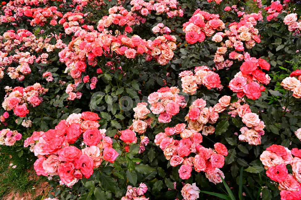 장미,장미꽃,로즈,꽃,아름다움,예쁜,플라워,데코레이션,꽃송이,꽃잎,feeling,rose,flowers,5월,계절의여왕,가시,가든,정원,앞뜰,장미원,장미축제,BEAUTIFUL,plant,garden,핑크색장미,분홍장미,pink,꽃밭,수많은,식물,자연,plants,nature,꽃,flower,색깔,색상,색채,색감,color sense,color sensitivity,feeling of color