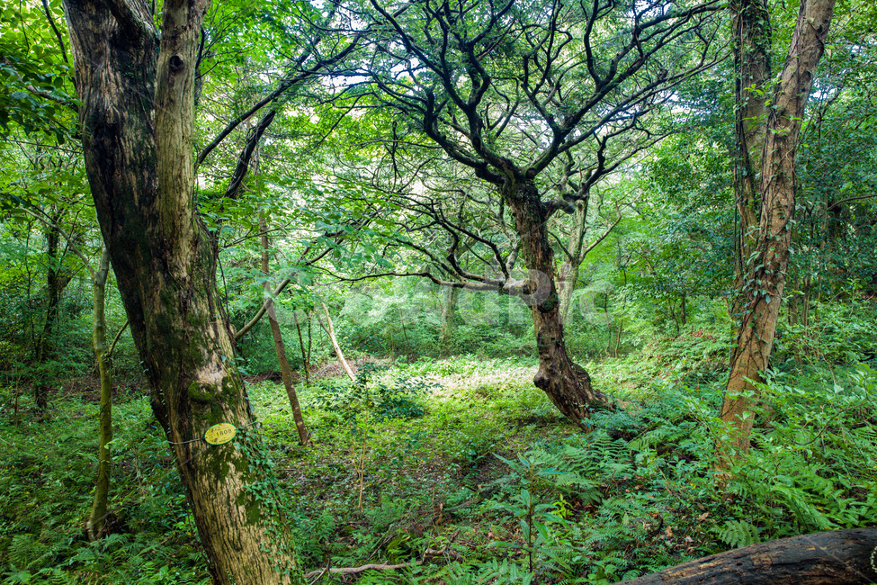 나무줄기,식물,나무,tree,숲,비자림,제주도,초록,산청,자연,풍경,nature,landscape,한국자연풍경,한국자연경관,korea nature landscape,plant,tree trunk,나무 줄기