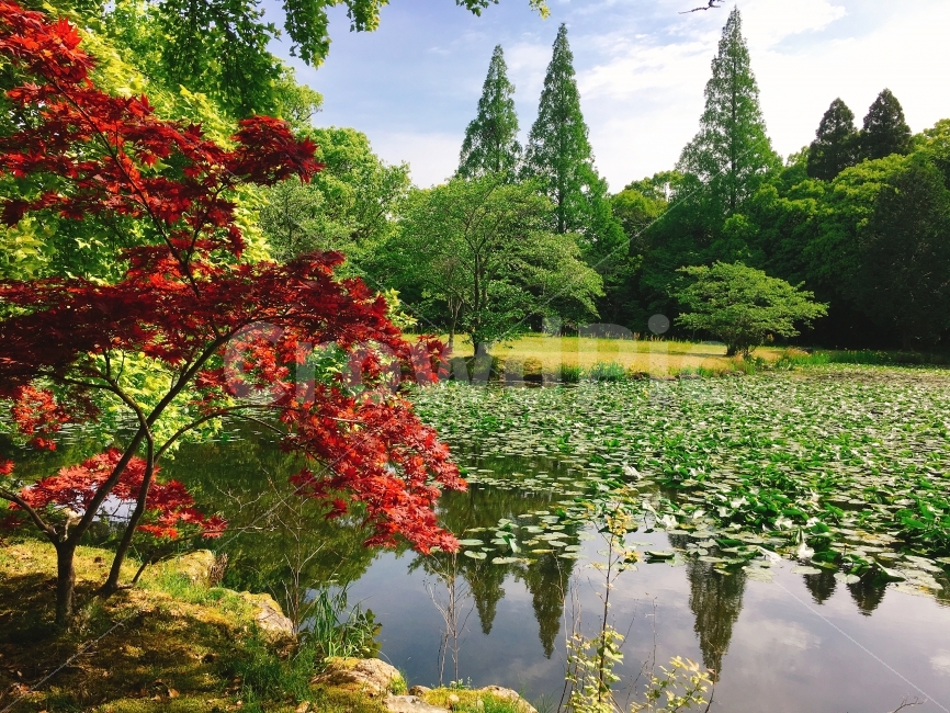 자연,호수,나무,풍경,일본,가을,계절,fall,autumn,season,자연,풍경,nature,landscape,tree,plant,식물,water,물,outdoors,옥외