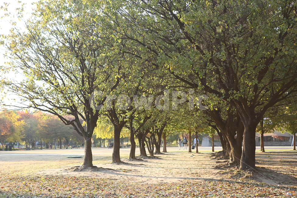 가을,서울숲공원,나무,매화나무,fall,park,tree,자연,풍경,nature,landscape,tree trunk,나무 줄기,plant,식물