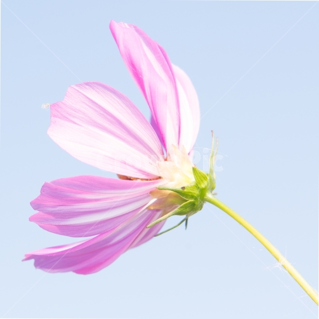 sky,pink,flower garden,cosmos,petals,calyx,flower,fan,white,light blue,stem