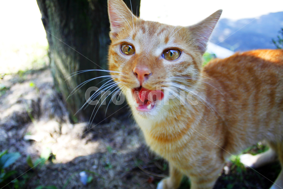 고양이,동물,야외,자연,closeup,kitty,길고양이,pet,애완동물,abyssinian,tree