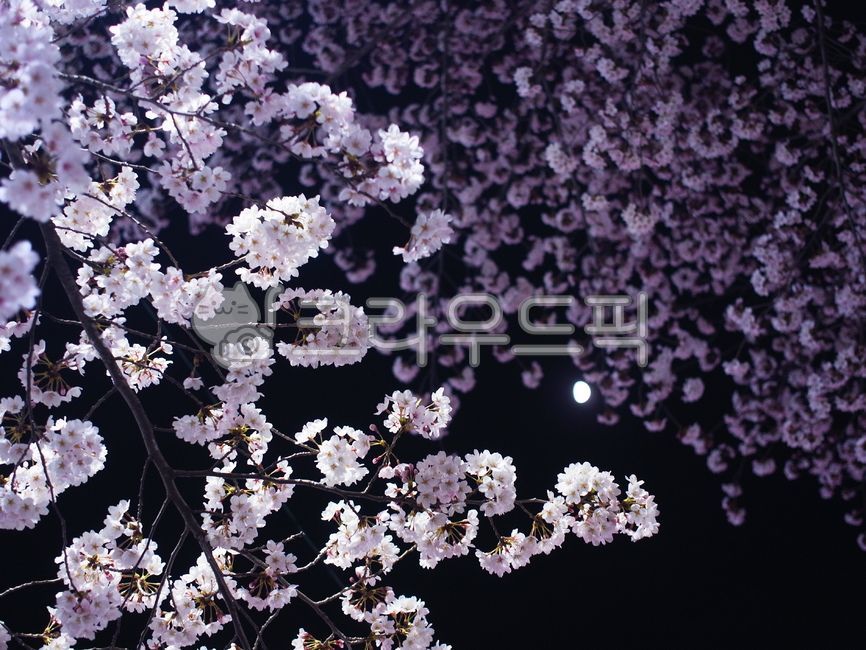 꽃놀이,봄,밤벚꽃,야외,나무,벚나무,자연,달,반달,밤,밤하늘,plant,식물,flower,blossom,벚꽃,cherryblossom,꽃