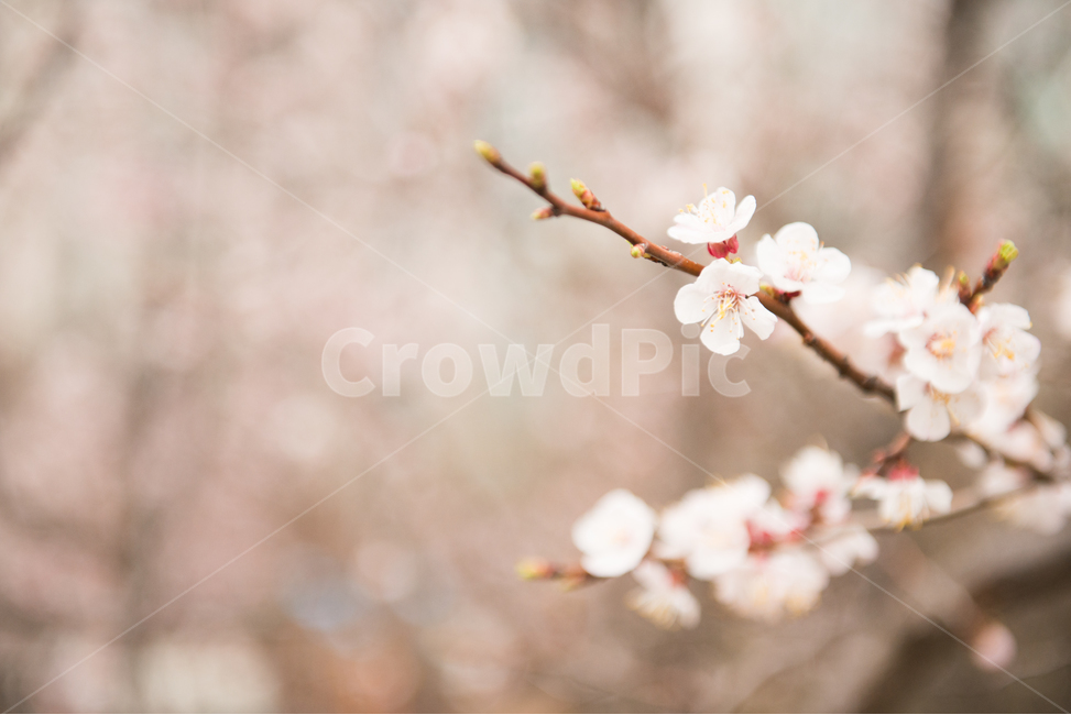 벚꽃,나무,분홍,봄,꽃,봄,계절,spring,season,식물,자연,plants,nature,꽃,flower,감성,sensible,feeling,plant