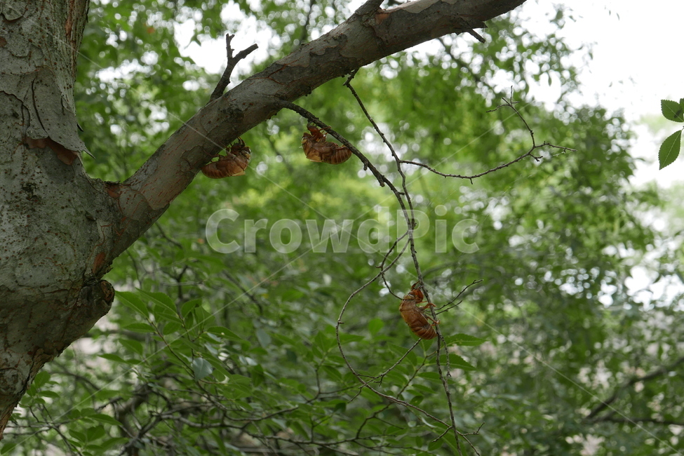매미,허물,곤충,여름,나무,낮,껍데기,식물,자연,plants,nature,나무,trees,wood,동물,animal,곤충,벌레,insect,bug