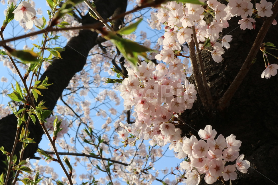 봄꽃,벚꽃,봄,cherryblossoms,왕벚꽃