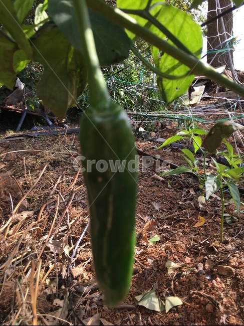 plant,식물,고추,풋고추,농사,흙,땅