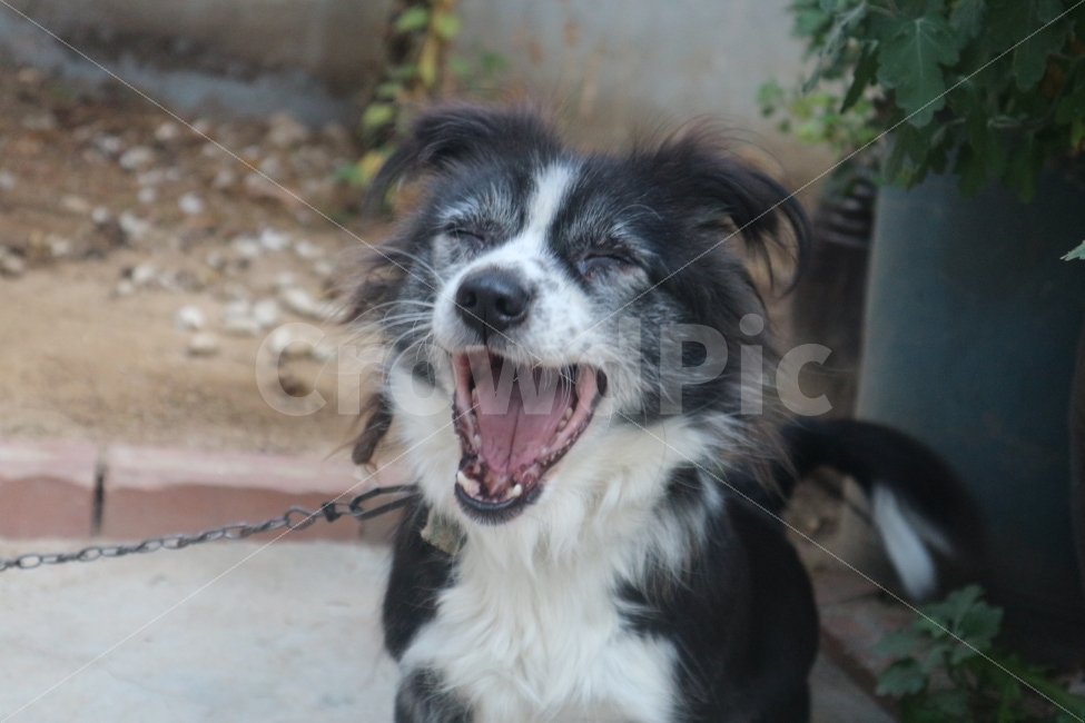 강아지,개,동물,애완동물,가족,Dog,Puppy,Animals,생리현상,하품,웃음,Smile,동물,animal,포유류,mammal,개,강아지,dog,doggy,감정표현,기분,feeling,emotion