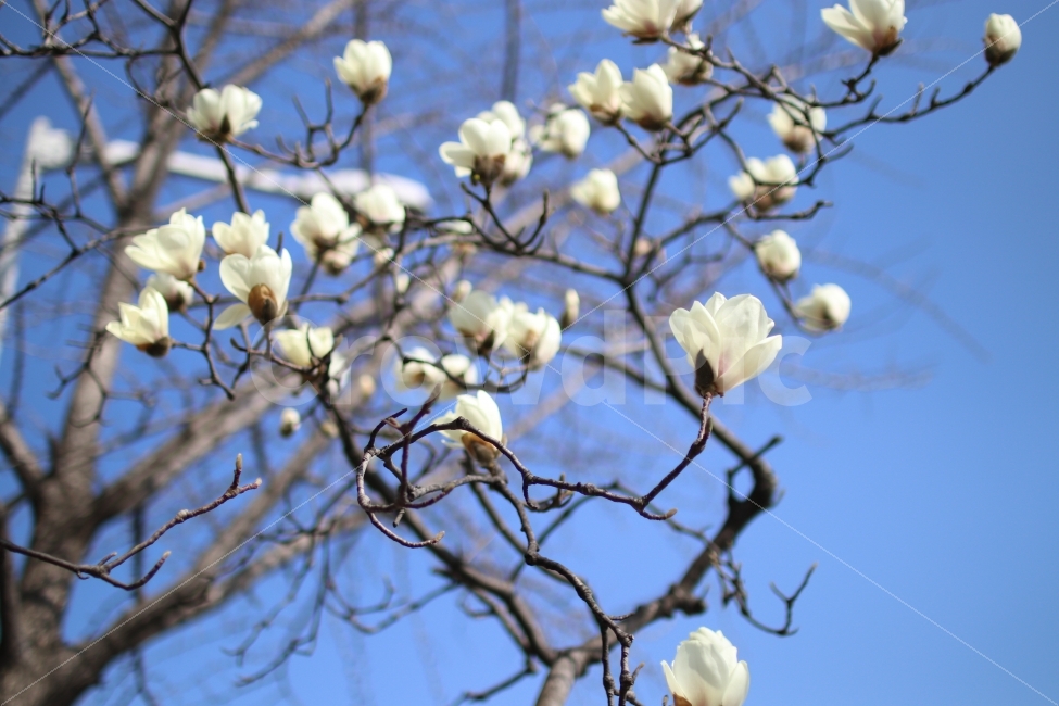 꽃,봄,하늘,목련,감성,봄,계절,spring,season,식물,자연,plants,nature,꽃,flower,plant